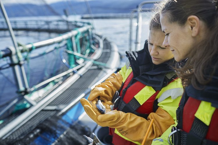 Brote bacteriano impacta centro de truchas en Noruega