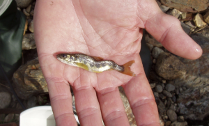 Preocupación por aumento de enfermedad renal en salmones salvajes