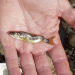 Preocupación por aumento de enfermedad renal en salmones salvajes