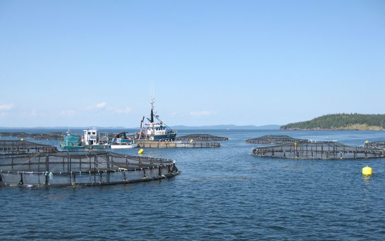 Acuicultura: clave para el crecimiento económico de Canadá, según líderes del sector
