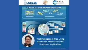 Realizan nueva revisión sobre presencia y transmisión de patógenos virales en salmónidos de vida libre