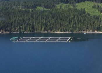 Mowi y Cermaq podrán demandar al gobierno canadiense