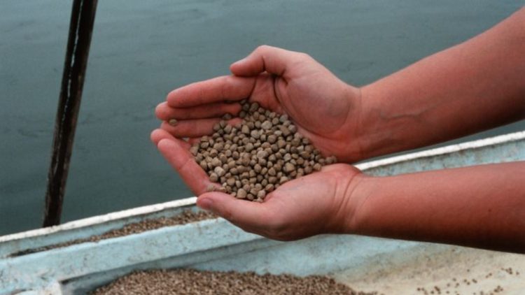 Cae la producción mundial de alimentos acuícolas en 2024