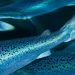 Salmon Evolution alcanza récord de producción y biomasa en el primer trimestre de 2025