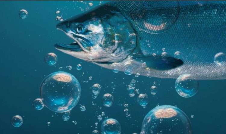 ¡Ya disponible!: La 7ma edición de la Revista InfoSALMON «Oxigenación»