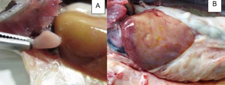 Salmón coho con lesiones HSMI-like (A). Corazón e
hígado pálido (mortalidad 8% post-vacunación, brote 3 semanas)
Caso ADL-2016, PRV-3. (B). Corazón pálido, hemopericardio,
hígado tumefacto y colestasis (Caso ADL-2023, PRV-1). Créditos: ADL Diagnostic Chile.