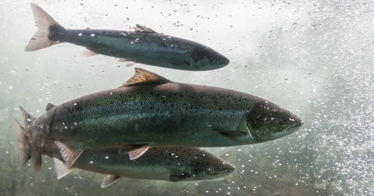 Descubren células madre en la piel del salmón que podrían revolucionar su salud