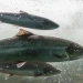 Descubren células madre en la piel del salmón que podrían revolucionar su salud