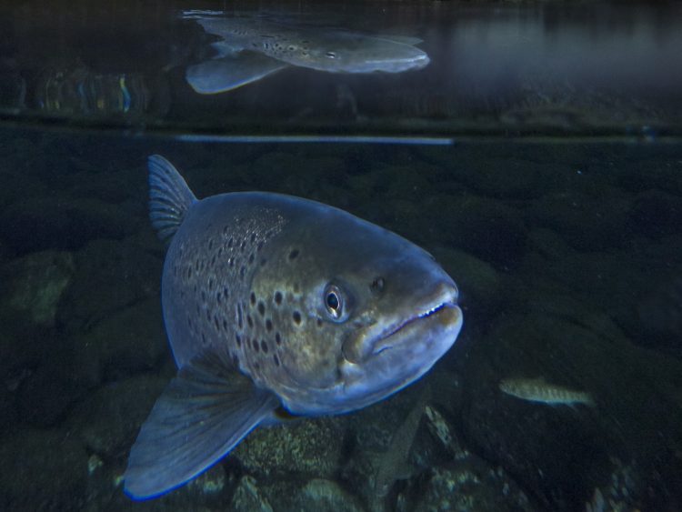Noruega en alerta por posible brote de enfermedad renal en salmones