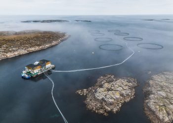 SalMar enfrenta trimestre débil y mira hacia el futuro