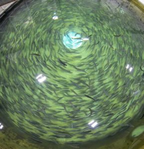 La dieta de los peces: ¿la clave para convertir residuos de acuicultura en energía?