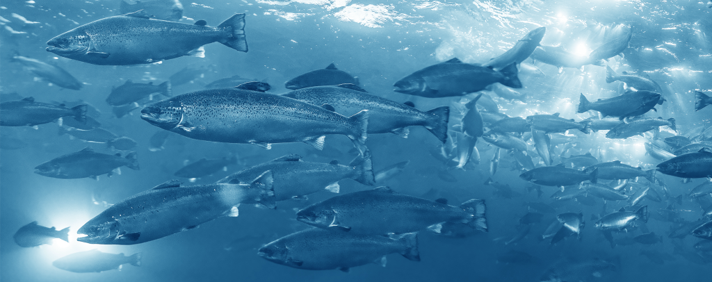 Aquabyte: Nutrición inteligente para una salmonicultura sostenible