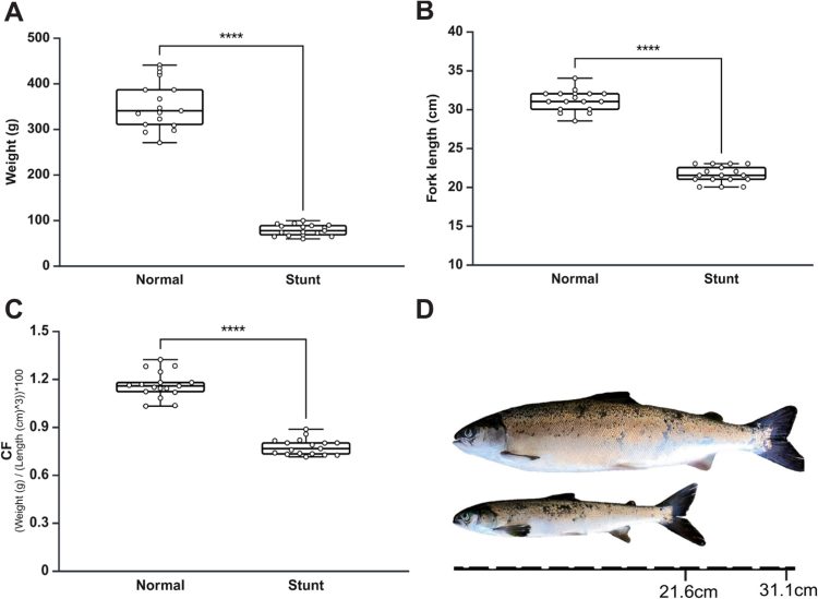 Diferencias morfológicas entre salmones normales y con retraso en el crecimiento. Los salmones con retraso de crecimiento muestran un peso corporal, una longitud y un factor de condición (FC) significativamente menores que los salmones normales. D). Créditos: Estudio.