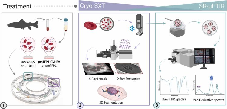 Flujo de trabajo sistemático de preparación y procesamiento de muestras de glóbulos rojos para crio-SXT y SR-µFTIR. Créditos: Estudio.