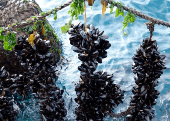 Nuevo estudio chileno: ¿Podrán los mejillones sobrevivir al cambio climático y la sobrepesca?