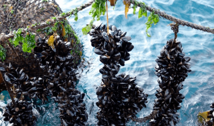 Nuevo estudio chileno: ¿Podrán los mejillones sobrevivir al cambio climático y la sobrepesca?