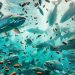 IA revoluciona la alimentación de peces: Sintef Ocean, Spillfree y SalMar lideran el proyecto RACE Autofôring