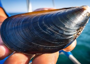 Choro zapato: un aliado resiliente para la acuicultura frente al Cambio Climático