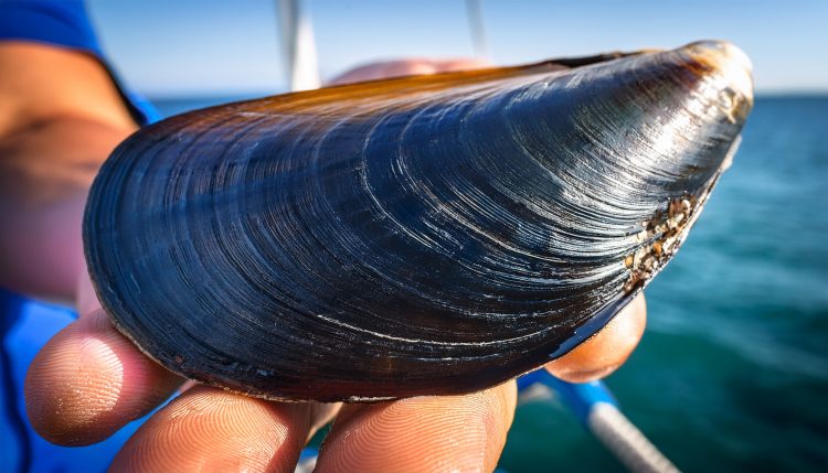 Choro zapato: un aliado resiliente para la acuicultura frente al Cambio Climático