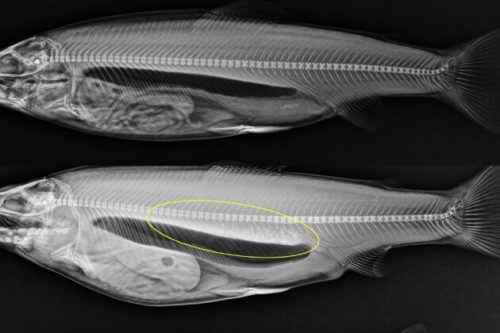 Investigación Nofima