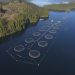 Low O2 anuncia con éxito la instalación de un sistema de mitigación ambiental en Canadá para proteger centros de salmones