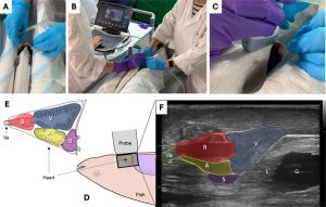 Ultrasonido bidimensional: Efectiva herramienta de diagnóstico para evaluar la enfermedad de la burbuja en el salmón