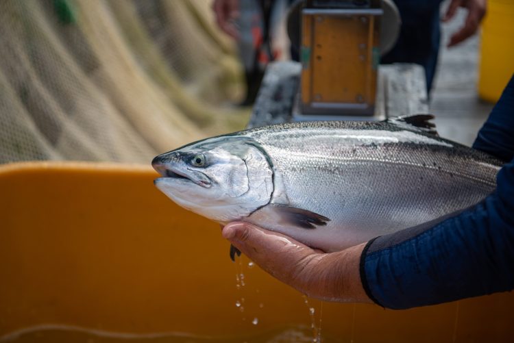Salmón coho: cinco atributos únicos de un producto chileno de clase mundial