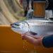 Salmón coho: cinco atributos únicos de un producto chileno de clase mundial