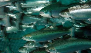 Escape de salmones: Chile destaca por marco regulatorio más estricto frente a sus competidores