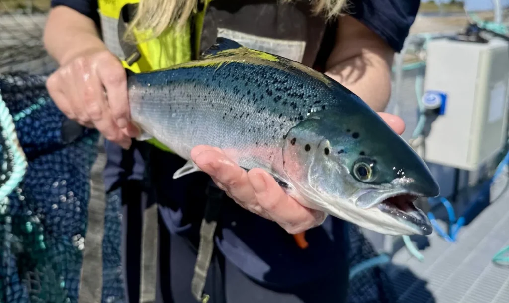 Mowi Escocia logra su mejor salud de peces en cinco años