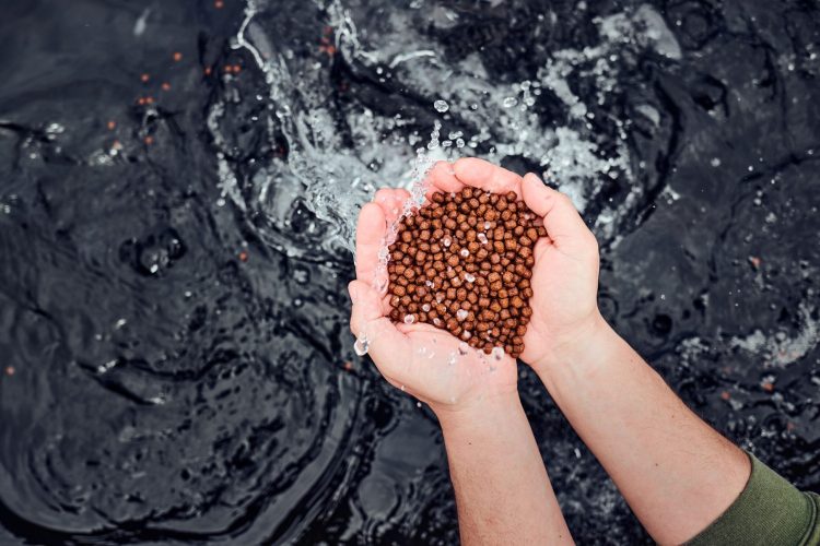 La acuicultura enfrenta incertidumbre por falta de alimentos sostenibles
