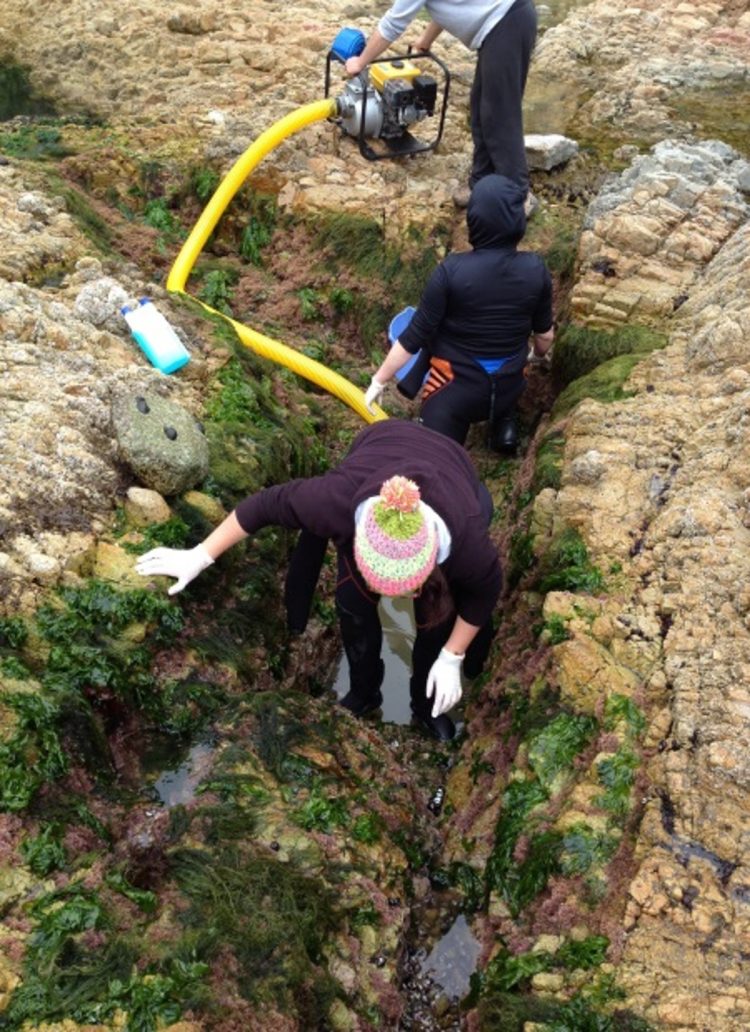 Investigación compara comunidades de peces intermareales entre las regiones del Biobío y Valparaíso