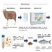 Figura 1. Esquema metodológico para la obtención y evaluación de extractos microbianos ruminales. Créditos: UCT Temuco.