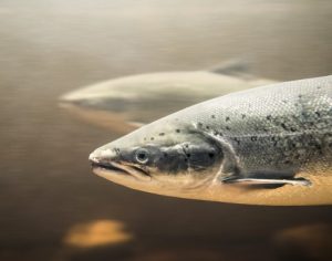 Científicos proponen marcaje obligatorio de salmones para fortalecer trazabilidad y sostenibilidad en Chile