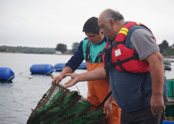 UCN impulsa acuicultura sostenible a través de monitoreo ambiental en la región de Los Lagos