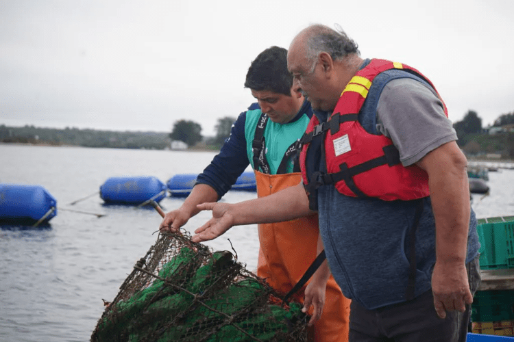 UCN impulsa acuicultura sostenible a través de monitoreo ambiental en la región de Los Lagos