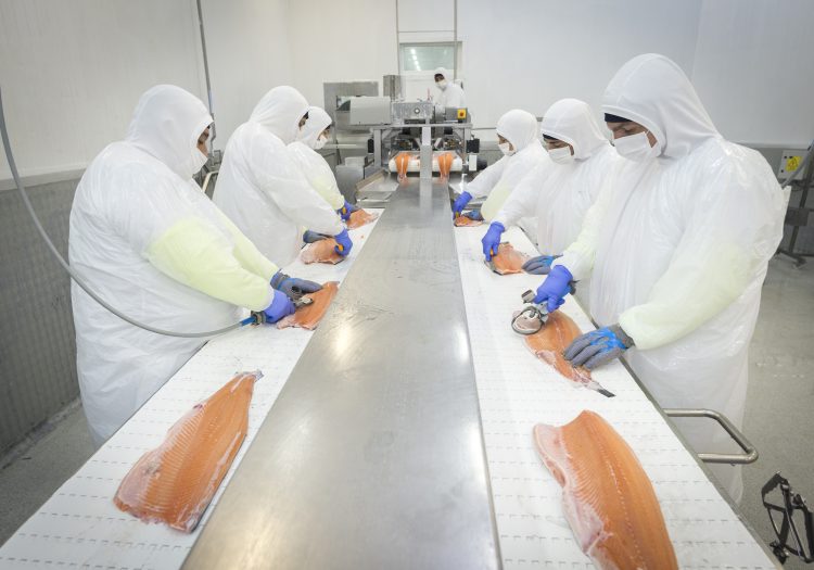 Exportaciones de salmón caen un 1,5% en el primer semestre de 2025 y suman dos años consecutivos a la baja