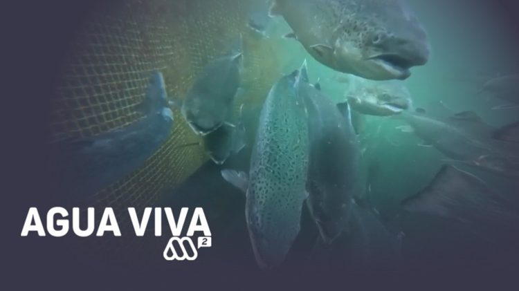 Serie Documental Agua Viva Mega 2.