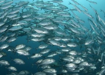Investigador UNAB aborda la vulnerabilidad de peces al calentamiento global en prestigiosa revista científica
