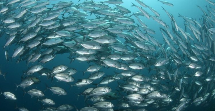 Investigador UNAB aborda la vulnerabilidad de peces al calentamiento global en prestigiosa revista científica