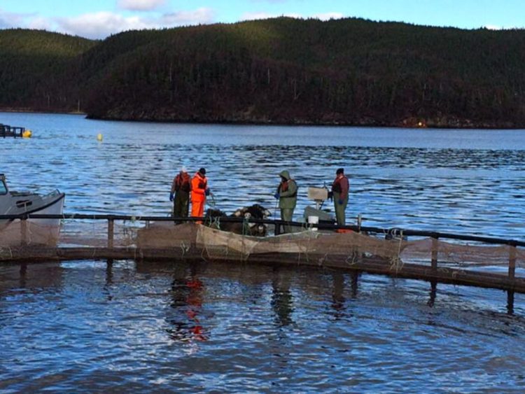Créditos: SalmonBusiness.