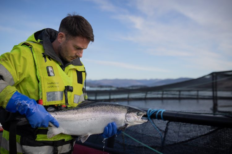 Récord de supervivencia para el salmón escocés