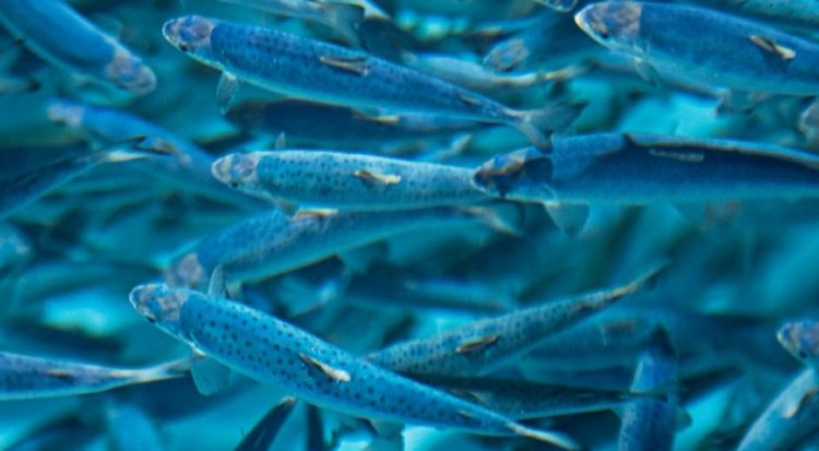 AquaChile impulsa la IA en salud y procesos