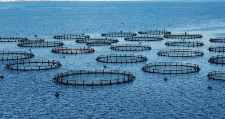 GSA lanza nueva norma global para el cultivo de salmón