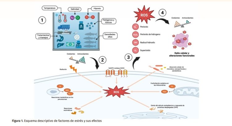 Pathovet y MNL Group desarrollan Salmon Biology Series 2025 sobre estrés oxidativo y su impacto productivo