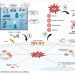 Pathovet y MNL Group desarrollan Salmon Biology Series 2025 sobre estrés oxidativo y su impacto productivo