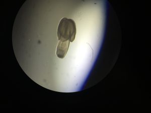 Estudio determinó que salmón Chinook se convierte en hospedador de parásitos nativos