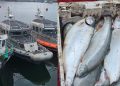 ¡Operación Marejada!: Detienen a 17 personas e incautan 10 toneladas de salmón en Chiloé