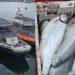 ¡Operación Marejada!: Detienen a 17 personas e incautan 10 toneladas de salmón en Chiloé
