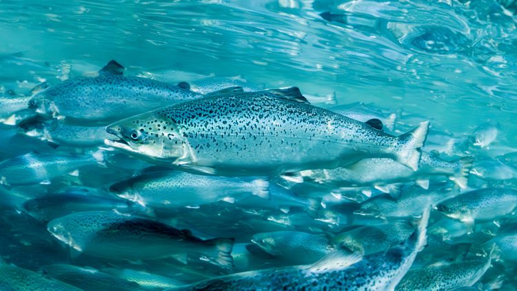 Oxígeno de EE.UU. para el salmón noruego